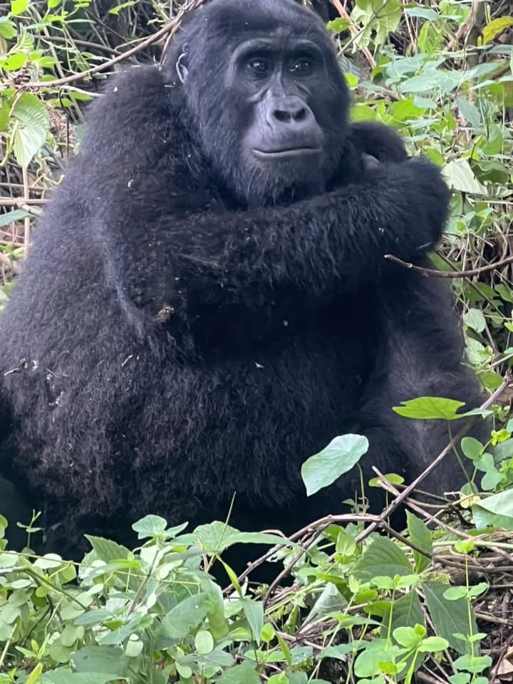 Uganda Gorilla Trekking ve Safari Deneyimi