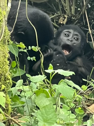 Ruanda ve Uganda Gorilla Trekking ve Safari Deneyimi 